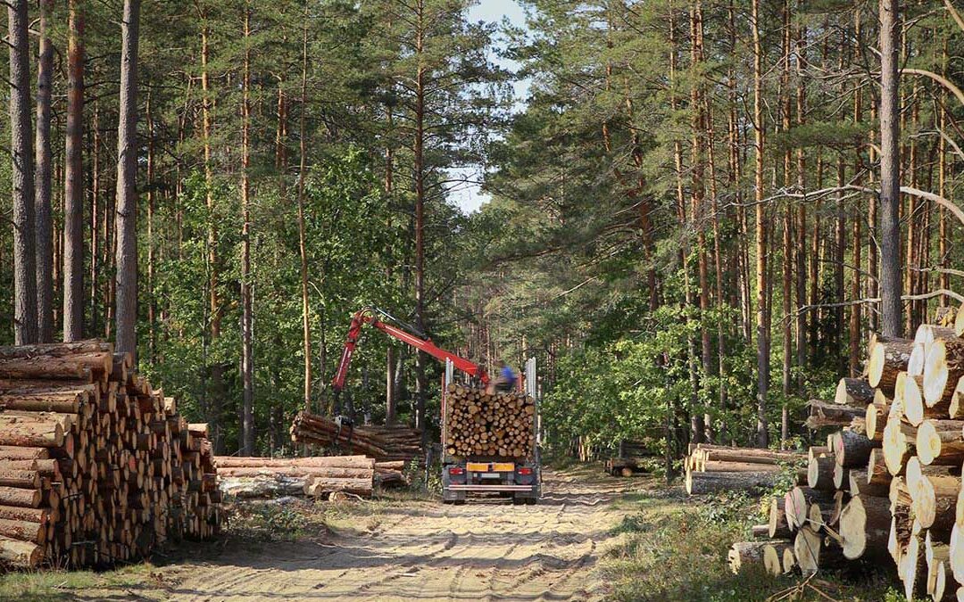 Inför skogsvårdssäsongen 2024