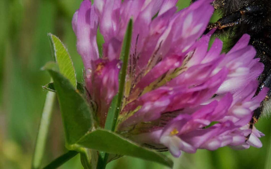Åtgärder för biologisk mångfald – vilda bin och pollinering