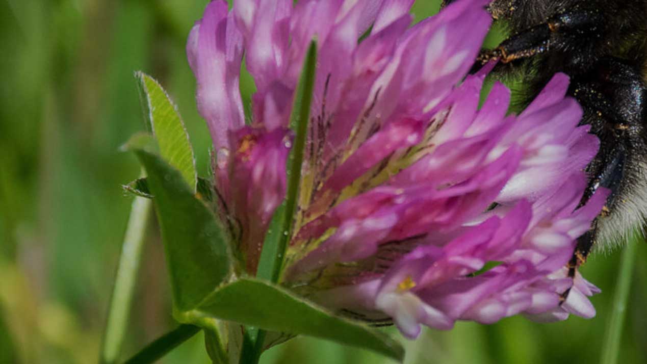 Åtgärder för biologisk mångfald – vilda bin och pollinering