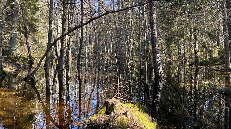 En dag om återvätning och våtmarker i skogen