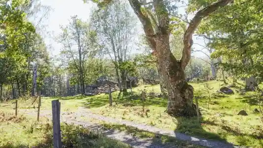 Utveckling av stödet Nokås