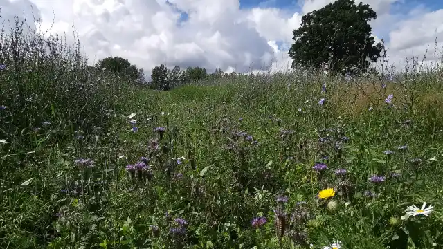Tema viltvård i jordbrukslandskapet 