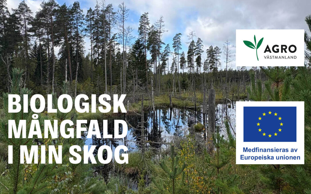Biologisk mångfald i min skog