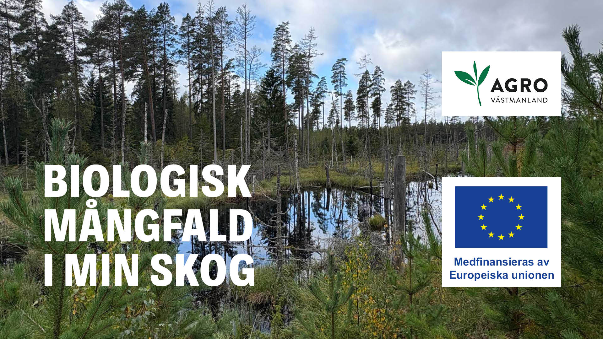 Biologisk mångfald i min skog