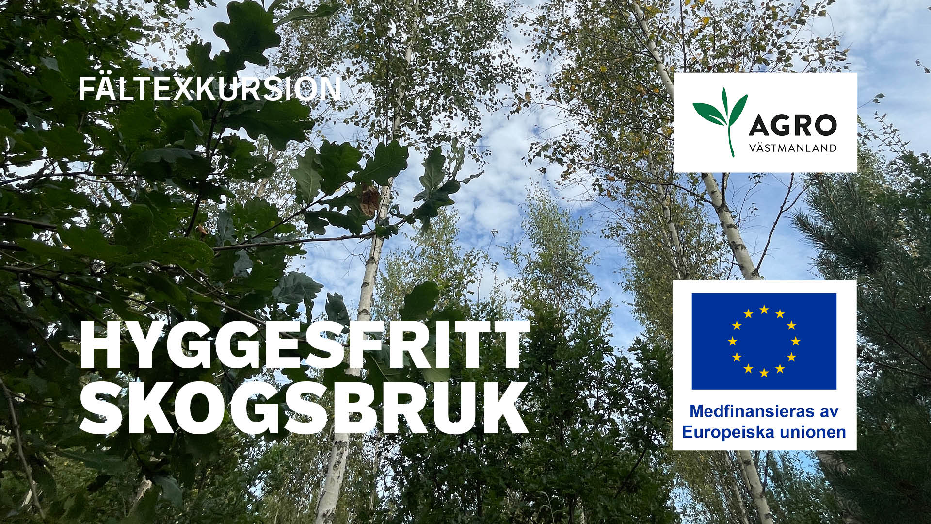 Hyggesfritt skogsbruk